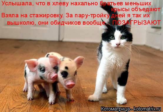 Котоматрица: Услышала, что в хлеву нахально братьев меньших Взяла на стажировку. За пару-тройку дней я так их вышколю, они обидчиков вообще... ПОЗАГРЫЗАЮТ
