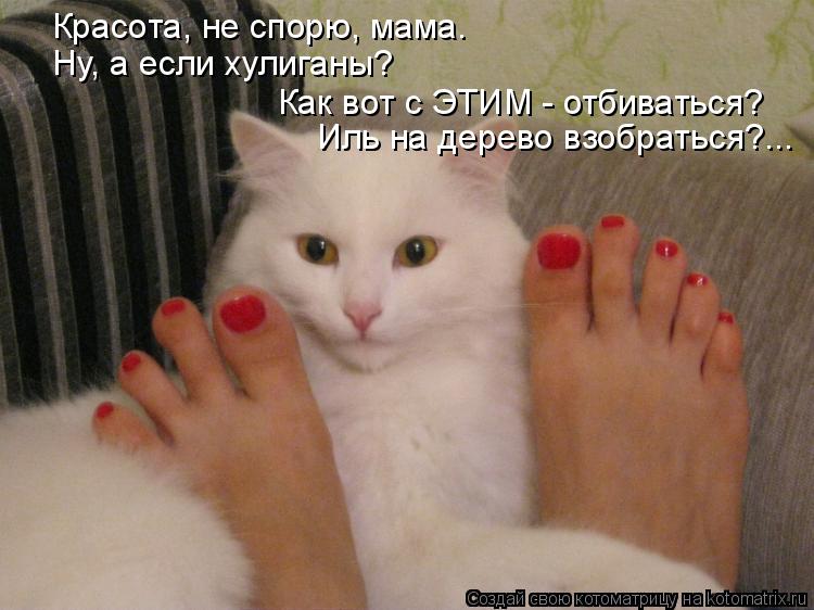 Котоматрица: Красота, не спорю, мама. Ну, а если хулиганы? Как вот с ЭТИМ - отбиваться? Иль на дерево взобраться?...