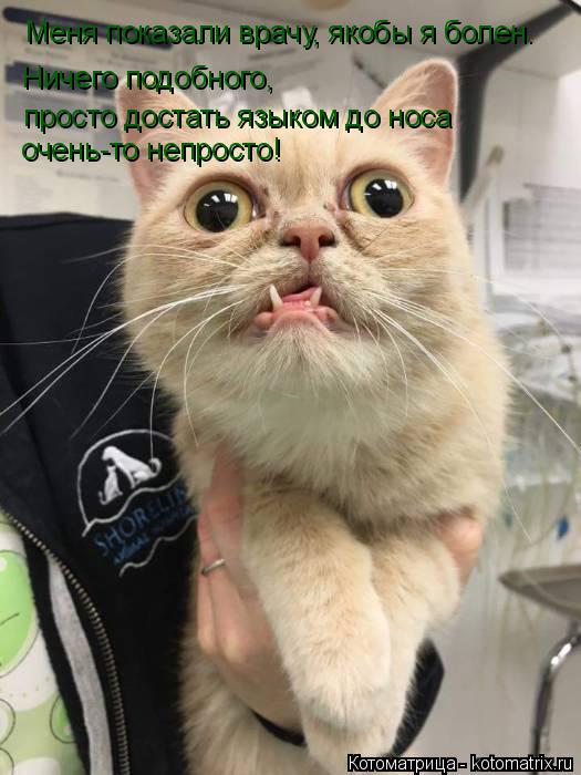 Меня показали врачу, якобы я болен. Ничего подобного, просто достать языком до носа очень-то непрост... Котоматрица: Меня показали врачу, якобы я болен. Ничего подобного, просто достать языком до носа очень-то непросто!