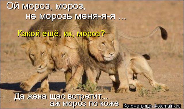 Ой мороз, мороз, не морозь меня-я-я ... Какой ещё, ик, мороз? Да жена щас встретит... аж мороз по кож... Котоматрица: Ой мороз, мороз, не морозь меня-я-я ... Какой ещё, ик, мороз? Да жена щас встретит... аж мороз по коже
