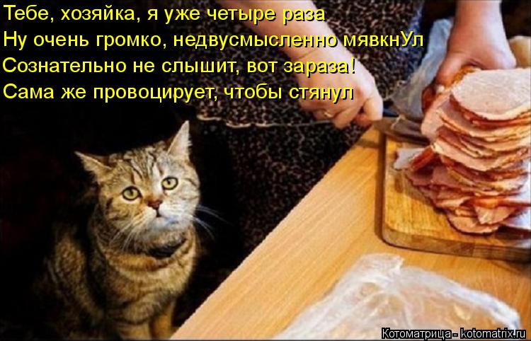 Котоматрица: Тебе, хозяйка, я уже четыре раза Ну очень громко, недвусмысленно мявкнУл Сознательно не слышит, вот зараза! Сама же провоцирует, чтобы стяну