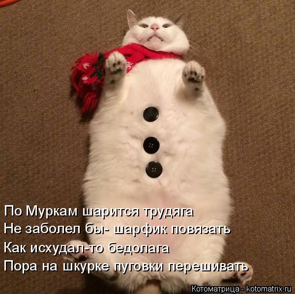 Котоматрица: По Муркам шарится трудяга Не заболел бы- шарфик повязать Как исхудал-то бедолага Пора на шкурке пуговки перешивать