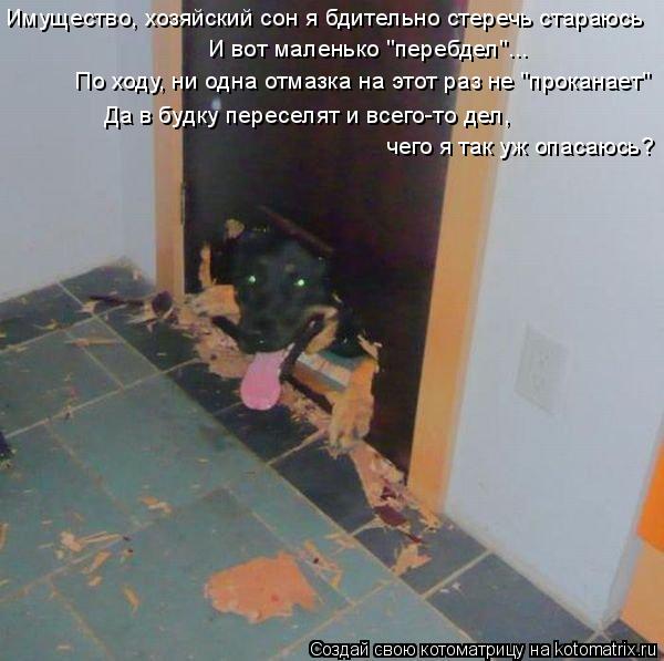 Котоматрица: Имущество, хозяйский сон я бдительно стеречь стараюсь Да в будку переселят и всего-то дел, чего я так уж опасаюсь? И вот маленько "перебдел"...