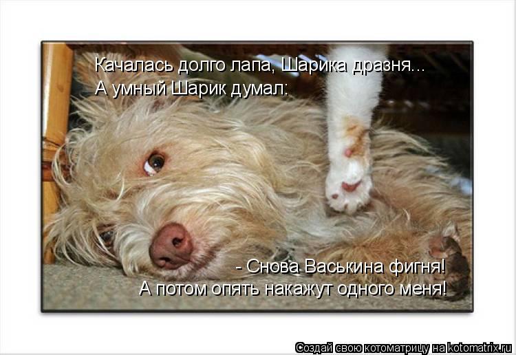 Качалась долго лапа, Шарика дразня... А умный Шарик думал: А потом опять накажут одного меня! - Снов... Котоматрица: Качалась долго лапа, Шарика дразня... А умный Шарик думал: А потом опять накажут одного меня! - Снова Васькина фигня!