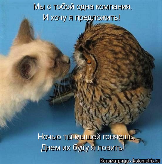 Мы с тобой одна компания. Ночью ты мышей гоняешь. Днем их буду я ловить! И хочу я предложить!... Котоматрица: Мы с тобой одна компания. Ночью ты мышей гоняешь. Днем их буду я ловить! И хочу я предложить!