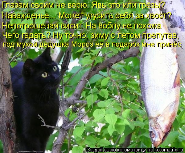 Глазам своим не верю. Явь это или грёзы? Наважденье... Может укусить себя за хвост? Непотрошеная виси... Котоматрица: Глазам своим не верю. Явь это или грёзы? Наважденье... Может укусить себя за хвост? Непотрошеная висит. На воблу не похожа Чего гадать? Ну точн