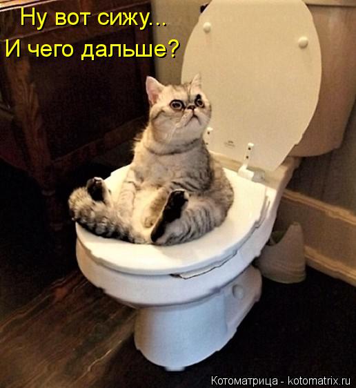 Ну вот сижу... И чего дальше?... Котоматрица: Ну вот сижу... И чего дальше?