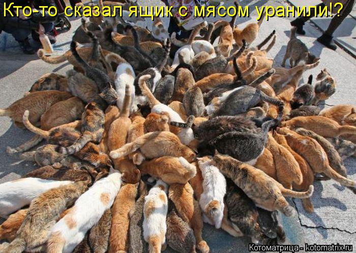 Кто-то сказал ящик с мясом уранили!?... Котоматрица: Кто-то сказал ящик с мясом уранили!?