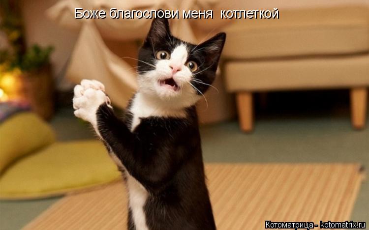 Боже благослови меня котлеткой... Котоматрица: Боже благослови меня котлеткой