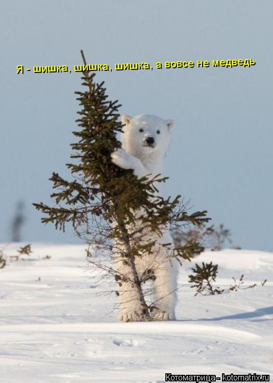 Я - шишка, шишка, шишка, а вовсе не медведь... Котоматрица: Я - шишка, шишка, шишка, а вовсе не медведь