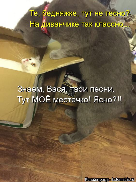 Те, бедняжке, тут не тесно? Тут МОЁ местечко! Ясно?!! На диванчике так классно... Знаем, Вася, твои п... Котоматрица: Те, бедняжке, тут не тесно? Тут МОЁ местечко! Ясно?!! На диванчике так классно... Знаем, Вася, твои песни.