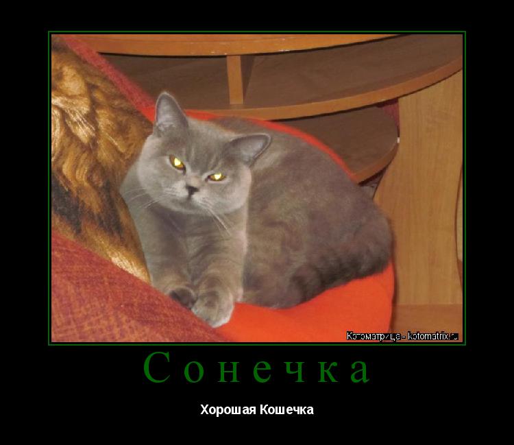 Сонечка Хорошая Кошечка... Котоматрица: Сонечка Хорошая Кошечка