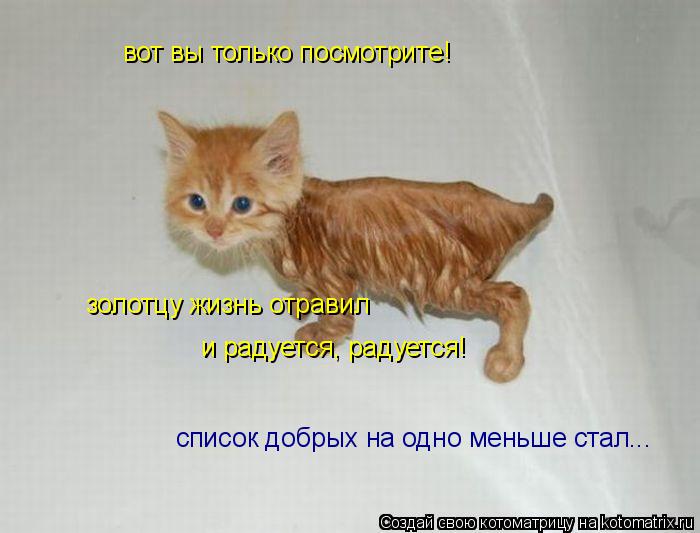 вот вы только посмотрите! золотцу жизнь отравил и радуется, радуется! список добрых на одно меньше ст... Котоматрица: вот вы только посмотрите! золотцу жизнь отравил и радуется, радуется! список добрых на одно меньше стал...