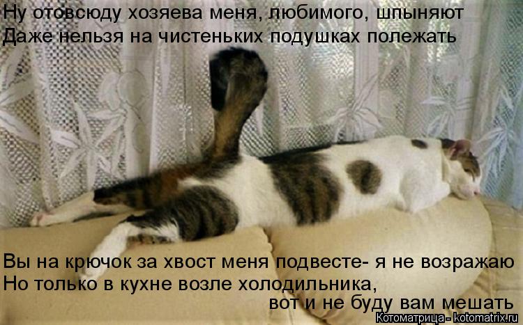 Ну отовсюду хозяева меня, любимого, шпыняют Даже нельзя на чистеньких подушках полежать Вы на крючок ... Котоматрица: Ну отовсюду хозяева меня, любимого, шпыняют Даже нельзя на чистеньких подушках полежать Вы на крючок за хвост меня подвесте- я не возражаю Н