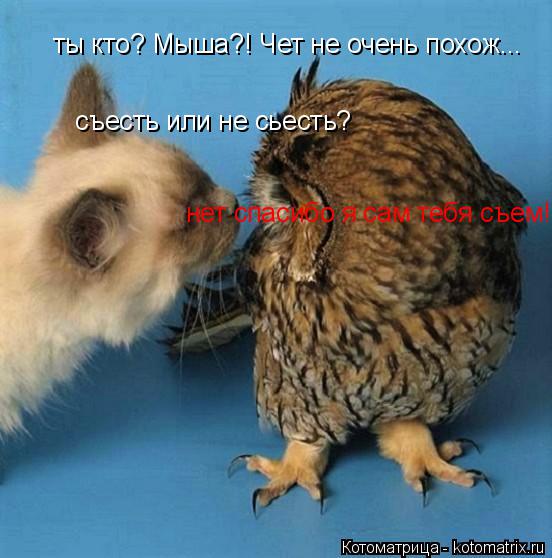 ты кто? Мыша?! Чет не очень похож... съесть или не сьесть? съесть или не сьесть? нет спасибо я сам те... Котоматрица: ты кто? Мыша?! Чет не очень похож... съесть или не сьесть? съесть или не сьесть? нет спасибо я сам тебя съем!