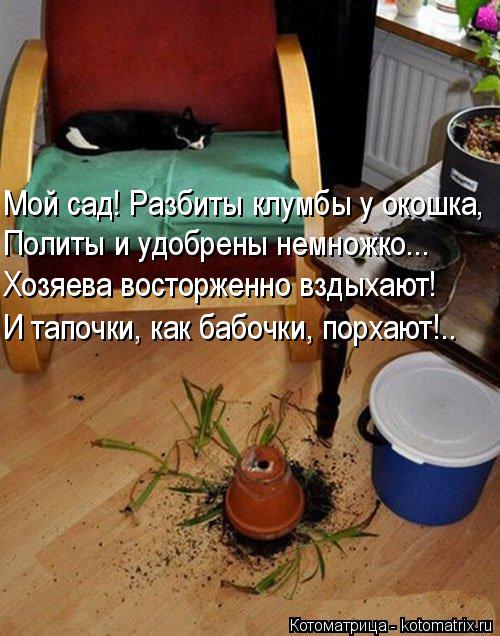 Мой сад! Разбиты клумбы у окошка, Политы и удобрены немножко... Хозяева восторженно вздыхают! И тапоч... Котоматрица: Мой сад! Разбиты клумбы у окошка, Политы и удобрены немножко... Хозяева восторженно вздыхают! И тапочки, как бабочки, порхают!..