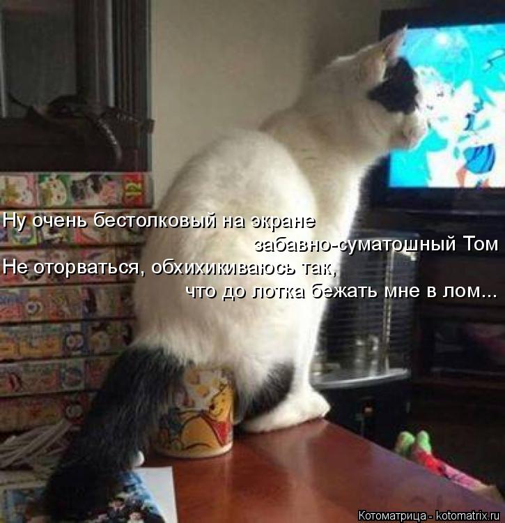 Ну очень бестолковый на экране забавно-суматошный Том Не оторваться, обхихикиваюсь так, что до лотка ... Котоматрица: Ну очень бестолковый на экране забавно-суматошный Том Не оторваться, обхихикиваюсь так, что до лотка бежать мне в лом...