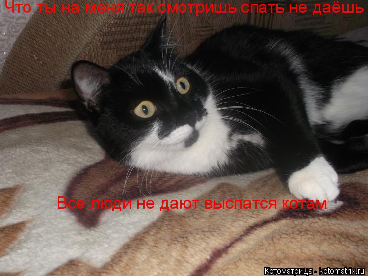 Что ты на меня так смотришь спать не даёшь Все люди не дают выспатся котам... Котоматрица: Что ты на меня так смотришь спать не даёшь Все люди не дают выспатся котам