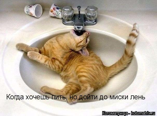 Когда хочешь пить, но дойти до миски лень... Котоматрица: Когда хочешь пить, но дойти до миски лень
