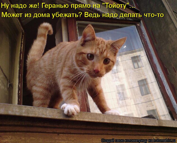 Может из дома убежать? Ведь надо делать что-то Ну надо же! Геранью прямо на "Тойоту"...... Котоматрица: Может из дома убежать? Ведь надо делать что-то Ну надо же! Геранью прямо на "Тойоту"...