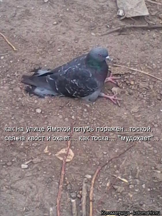 как на улице Ямской голубь поражён...тоской, сел на хвост и охает.... как тоска.... "мудохает"...... Котоматрица: как на улице Ямской голубь поражён...тоской, сел на хвост и охает.... как тоска.... "мудохает"...