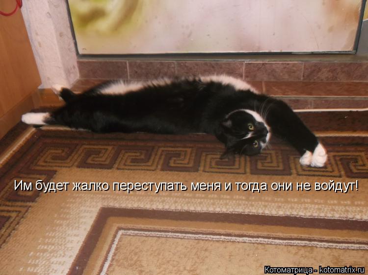 Им будет жалко переступать меня и тогда они не войдут!... Котоматрица: Им будет жалко переступать меня и тогда они не войдут!