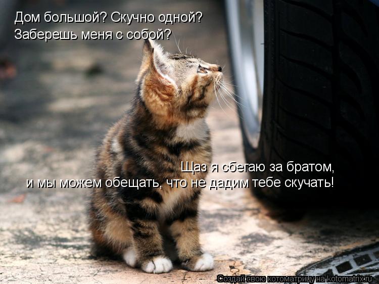 Щаз я сбегаю за братом, и мы можем обещать, что не дадим тебе скучать! Дом большой? Скучно одной? За... Котоматрица: Щаз я сбегаю за братом, и мы можем обещать, что не дадим тебе скучать! Дом большой? Скучно одной? Заберешь меня с собой?