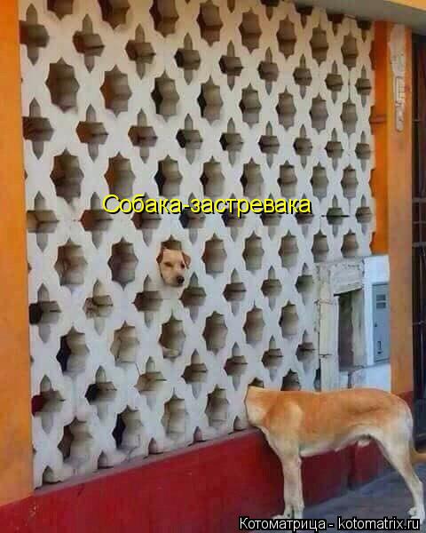 Собака-застревака... Котоматрица: Собака-застревака