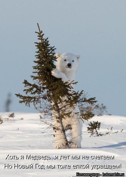 Хоть я Медведь, и лет мы не счетаем Но Новый Год мы тоже елкой украшаем!... Котоматрица: Хоть я Медведь, и лет мы не счетаем Но Новый Год мы тоже елкой украшаем!