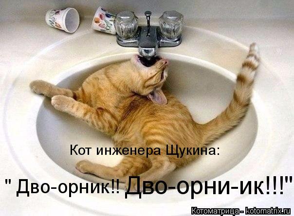Кот инженера Щукина: " Дво-орник!! Дво-орни-ик!!!"... Котоматрица: Кот инженера Щукина: " Дво-орник!! Дво-орни-ик!!!"