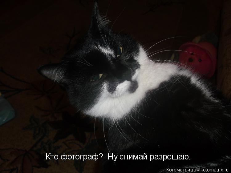Кто фотограф? Ну снимай разрешаю. Кто фотограф? Ну снимай разрешаю. Кто фотограф? Ну снимай разреш... Котоматрица: Кто фотограф? Ну снимай разрешаю. Кто фотограф? Ну снимай разрешаю. Кто фотограф? Ну снимай разрешаю.