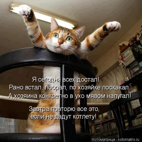 Я сегодня всех достал! Рано встал, поорал, по хозяйке поскакал... А хозяина конкретно в ухо мявом нап... Котоматрица: Я сегодня всех достал! Рано встал, поорал, по хозяйке поскакал... А хозяина конкретно в ухо мявом напугал! Завтра повторю все это, если не дад