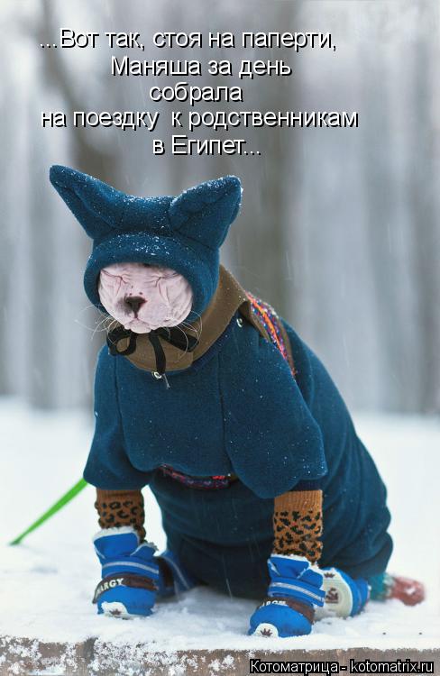 на поездку к родственникам собрала Маняша за день в Египет... ...Вот так, стоя на паперти,... Котоматрица: на поездку к родственникам собрала Маняша за день в Египет... ...Вот так, стоя на паперти,