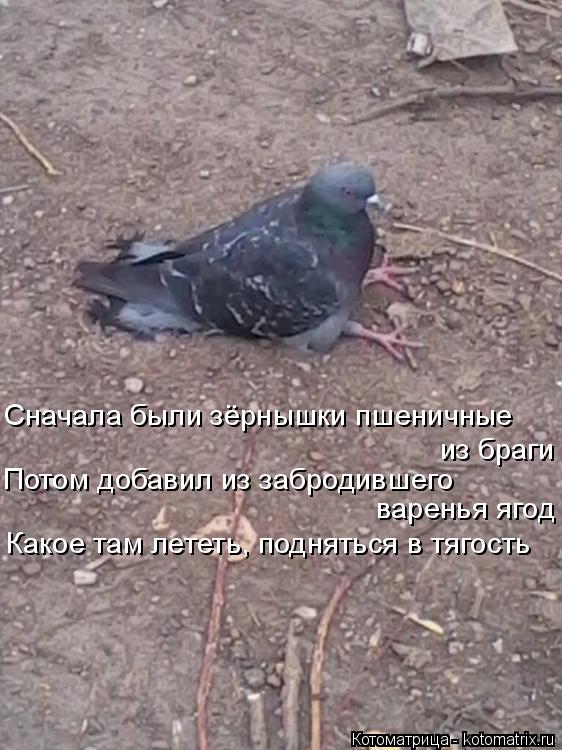 Сначала были зёрнышки пшеничные из браги Потом добавил из забродившего варенья ягод Какое там лететь,... Котоматрица: Сначала были зёрнышки пшеничные из браги Потом добавил из забродившего варенья ягод Какое там лететь, подняться в тягость