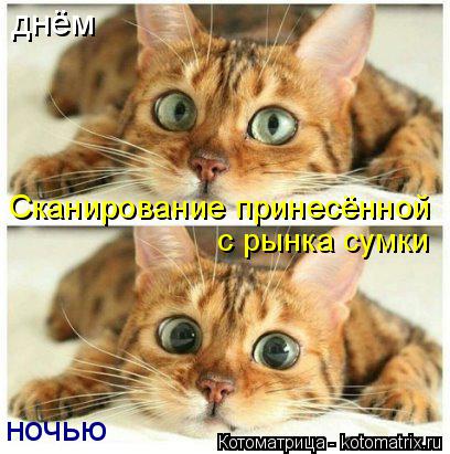 Сканирование принесённой с рынка сумки днём ночью... Котоматрица: Сканирование принесённой с рынка сумки днём ночью