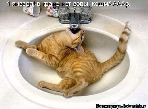 1 января! в кране нет воды, кошмААААр.... Котоматрица: 1 января! в кране нет воды, кошмААААр.