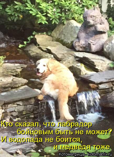 Кто сказал, что лабрадор бойцовым быть не может? И водопада не боится, и медведя тоже... Котоматрица: Кто сказал, что лабрадор бойцовым быть не может? И водопада не боится, и медведя тоже