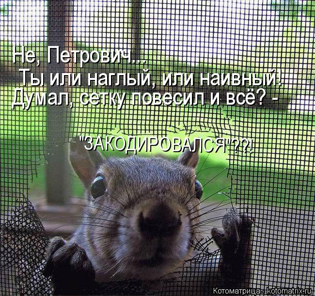 Не, Петрович... Ты или наглый, или наивный! Думал, сетку повесил и всё? - "ЗАКОДИРОВАЛСЯ"??!... Котоматрица: Не, Петрович... Ты или наглый, или наивный! Думал, сетку повесил и всё? - "ЗАКОДИРОВАЛСЯ"??!
