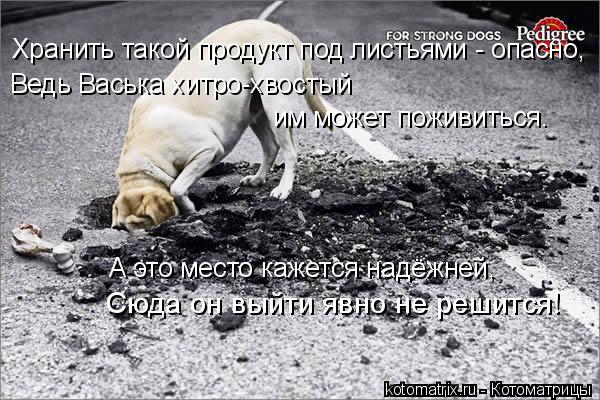 Котоматрица: Хранить такой продукт под листьями - опасно, Ведь Васька хитро-хвостый им может поживиться. А это место кажется надёжней, Сюда он выйти явно 