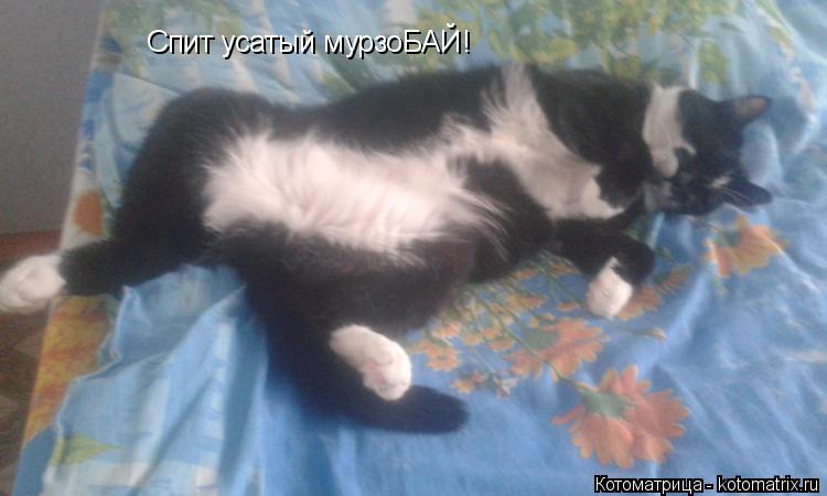 Спит усатый мурзоБАЙ!... Котоматрица: Спит усатый мурзоБАЙ!