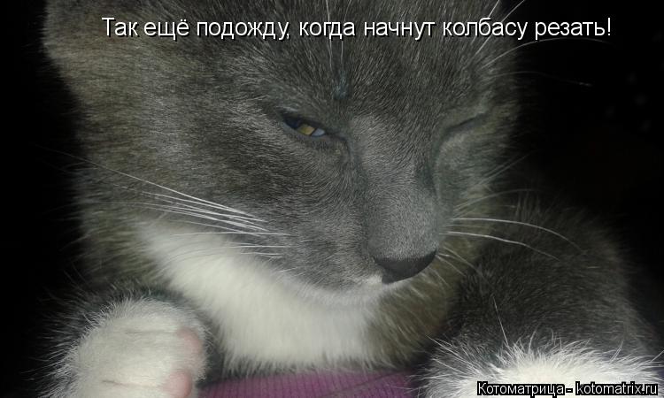 Так ещё подожду, когда начнут колбасу резать!... Котоматрица: Так ещё подожду, когда начнут колбасу резать!