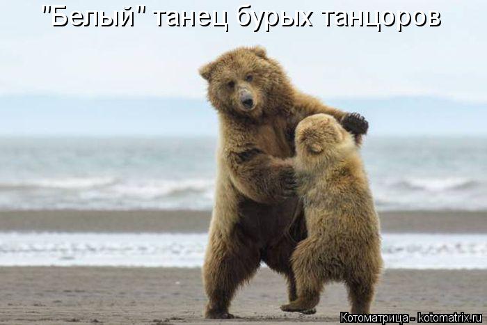 "Белый" танец бурых танцоров... Котоматрица: "Белый" танец бурых танцоров