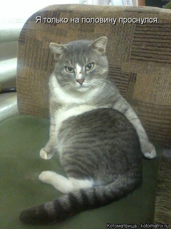 Я только на половину проснулся.... Котоматрица: Я только на половину проснулся.