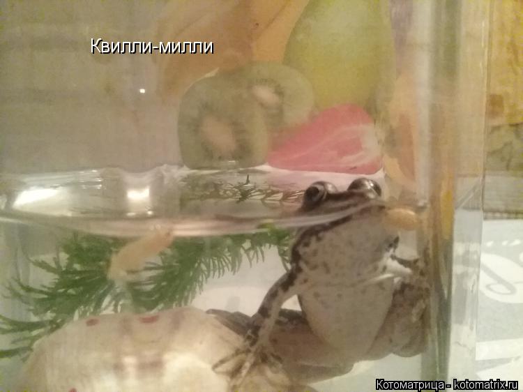 Квилли-милли... Котоматрица: Квилли-милли