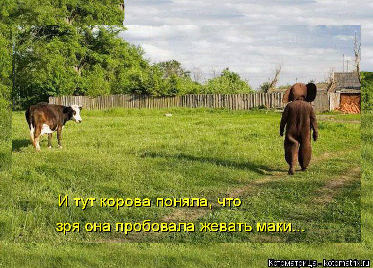 И тут корова поняла, что зря она пробовала жевать маки...... Котоматрица: И тут корова поняла, что зря она пробовала жевать маки...