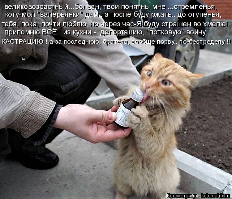 великовозрастный...болван, твои понятны мне ...стремленья, коту-мол "валерьянки" дам.. а после буду р... Котоматрица: великовозрастный...болван, твои понятны мне ...стремленья, коту-мол "валерьянки" дам.. а после буду ржать.. до отупенья, тебя, пока, почти люблю,