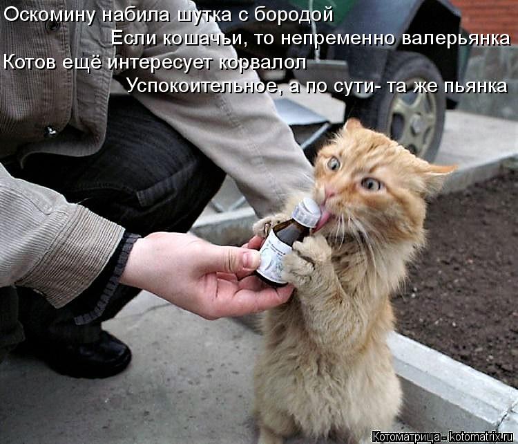 Оскомину набила шутка с бородой Если кошачьи, то непременно валерьянка Котов ещё интересует корвалол ... Котоматрица: Оскомину набила шутка с бородой Если кошачьи, то непременно валерьянка Котов ещё интересует корвалол Успокоительное, а по сути- та же пьянк