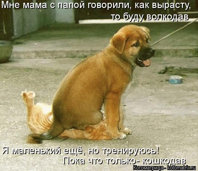 Мне мама с папой говорили, как вырасту, то буду волкодав Я маленький ещё, но тренируюсь! Пока что тол... Котоматрица: Мне мама с папой говорили, как вырасту, то буду волкодав Я маленький ещё, но тренируюсь! Пока что только- кошкодав