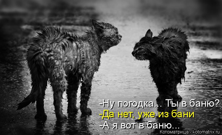 -Ну погодка... Ты в баню? -Да нет, уже из бани -А я вот в баню...... Котоматрица: -Ну погодка... Ты в баню? -Да нет, уже из бани -А я вот в баню...
