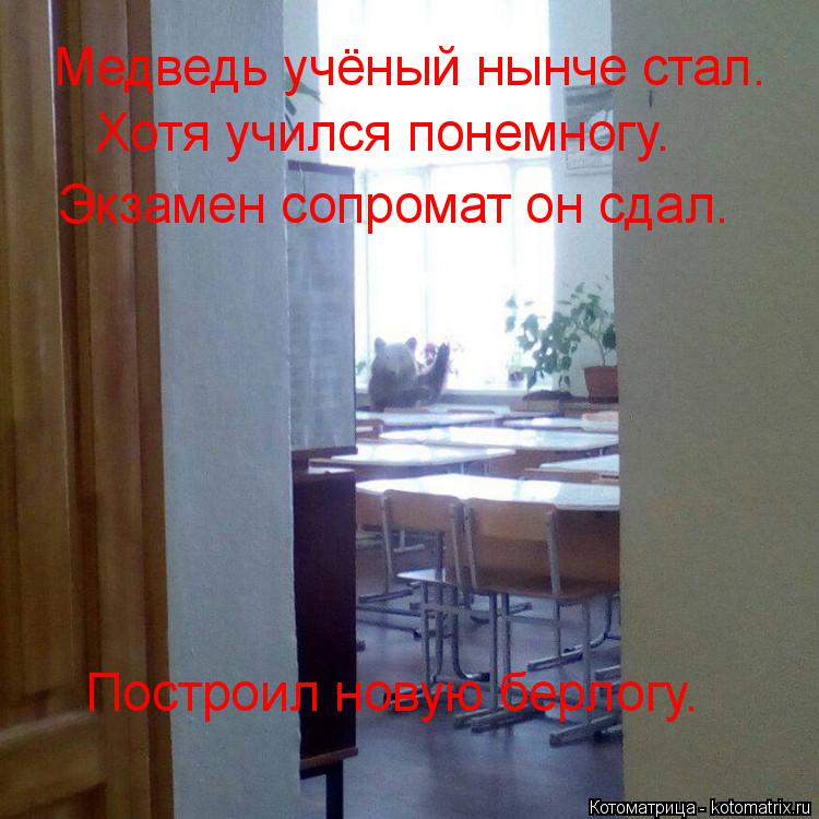 Медведь учёный нынче стал. Хотя учился понемногу. Экзамен сопромат он сдал. Построил новую берлогу.... Котоматрица: Медведь учёный нынче стал. Хотя учился понемногу. Экзамен сопромат он сдал. Построил новую берлогу.